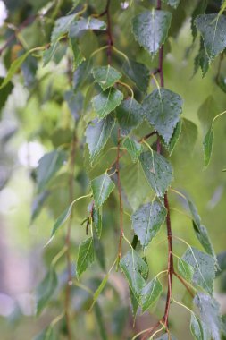 Huş ağacı yapraklarının odak resmini seç.