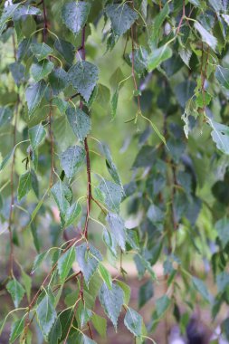 Huş ağacı yapraklarının odak resmini seç.