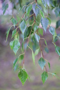Huş ağacı yapraklarının odak resmini seç.