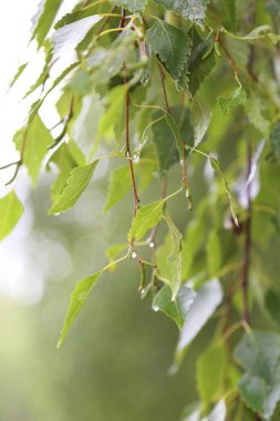 Huş ağacı yapraklarının odak resmini seç.