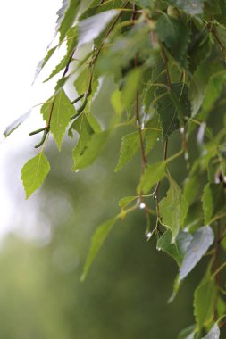 Huş ağacı yapraklarının odak resmini seç.