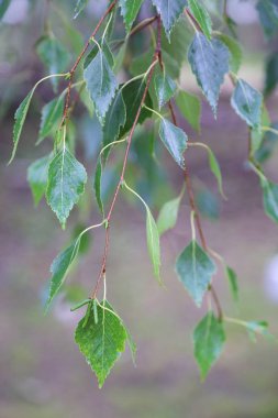 Huş ağacı yapraklarının odak resmini seç.