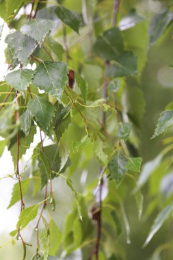 Huş ağacı yapraklarının odak resmini seç.