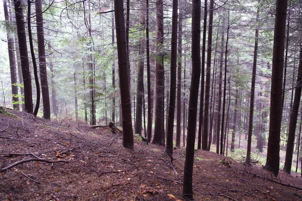 Прекрасний Ліс Римануві Здруджі Польща — стокове фото