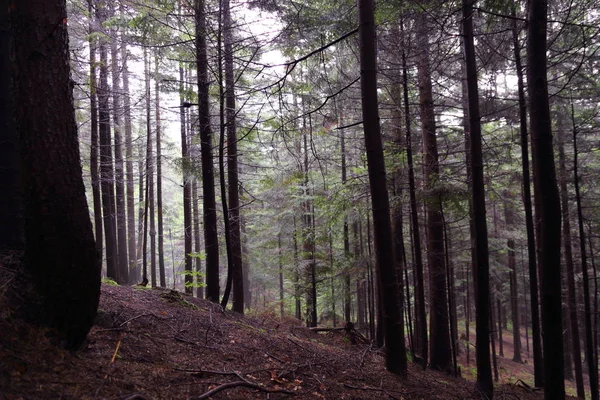 Polonya, Rymanuv Zdruj 'da güzel bir orman.