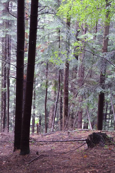 Hermoso Bosque Rymanuv Zdruj Polonia — Foto de Stock