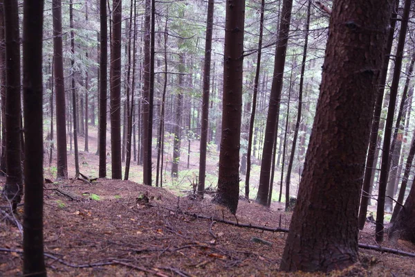 Hermoso Bosque Rymanuv Zdruj Polonia — Foto de Stock