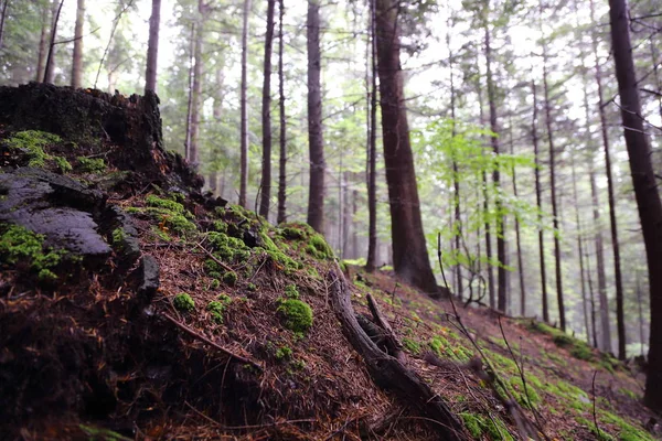 Hermoso Bosque Rymanuv Zdruj Polonia — Foto de Stock