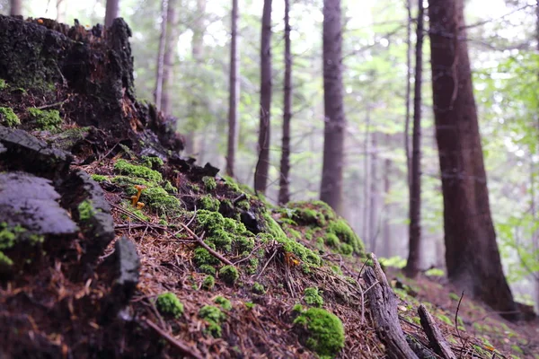 Hermoso Bosque Rymanuv Zdruj Polonia — Foto de Stock