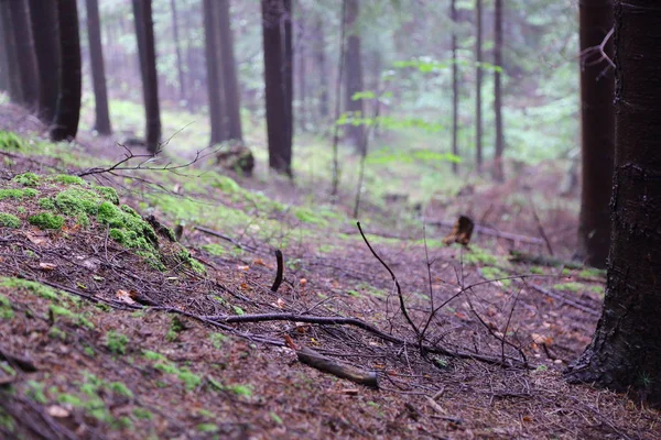 Kaunis Metsä Rymanuv Zdruj Puola — kuvapankkivalokuva