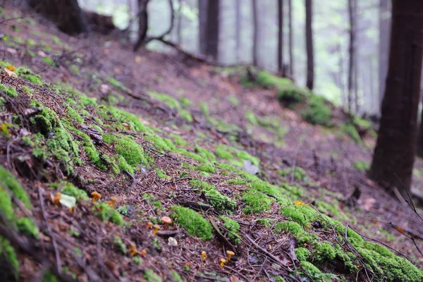 Hermoso Bosque Rymanuv Zdruj Polonia — Foto de Stock