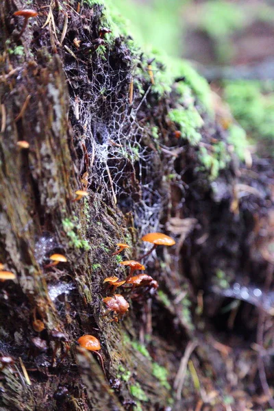 Hermoso Bosque Rymanuv Zdruj Polonia — Foto de Stock