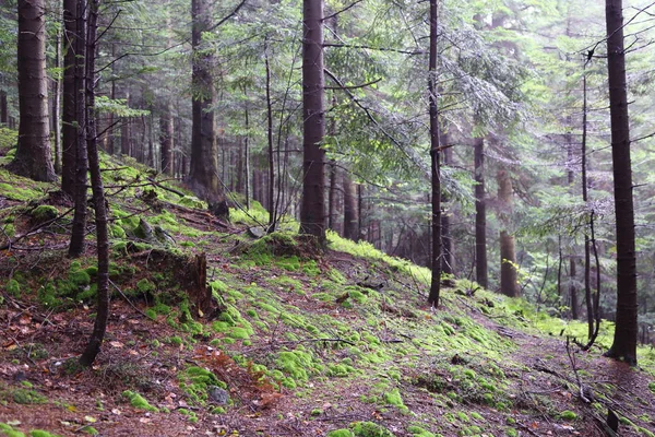 Polonya, Rymanuv Zdruj 'da güzel bir orman.