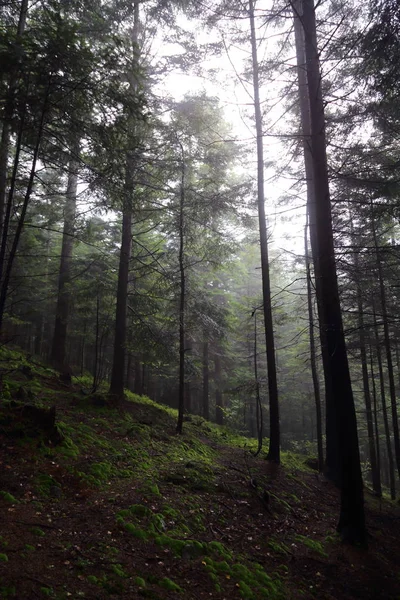 Polonya, Rymanuv Zdruj 'da güzel bir orman.