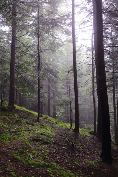Polonya, Rymanuv Zdruj 'da güzel bir orman.