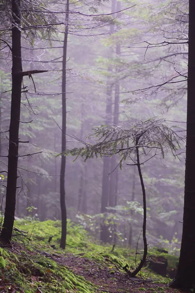 Polonya, Rymanuv Zdruj 'da güzel bir orman.