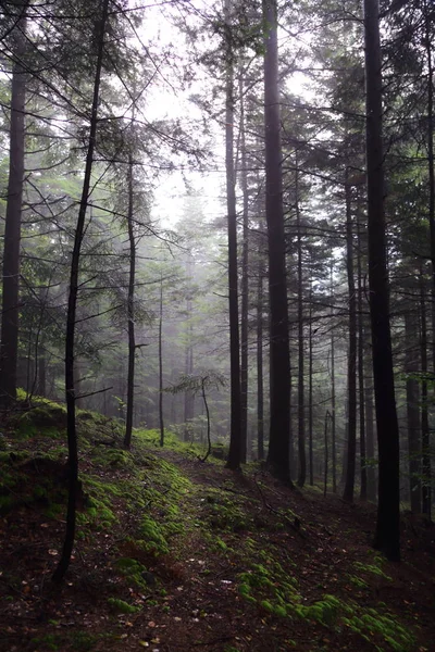 Polonya, Rymanuv Zdruj 'da güzel bir orman.