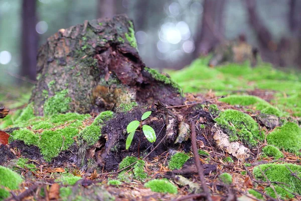 Hermoso Bosque Rymanuv Zdruj Polonia — Foto de Stock