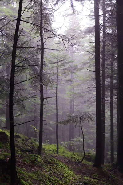 Polonya, Rymanuv Zdruj 'da güzel bir orman.