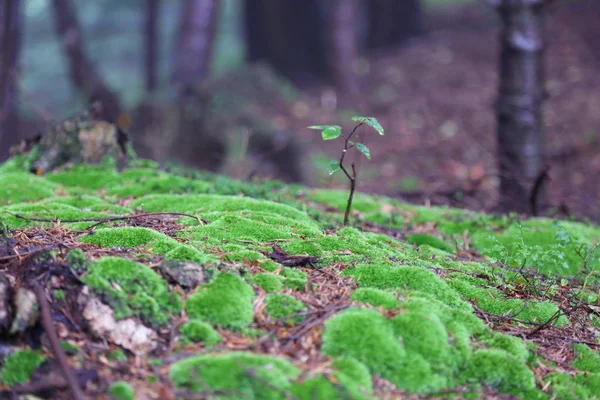 Прекрасний Ліс Римануві Здруджі Польща — стокове фото
