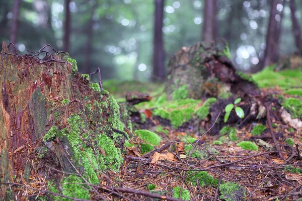 Beautiful Forest Rymanuv Zdruj Poland — Stock Photo, Image
