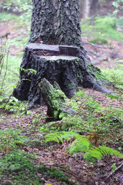 Hermoso Bosque Rymanuv Zdruj Polonia —  Fotos de Stock