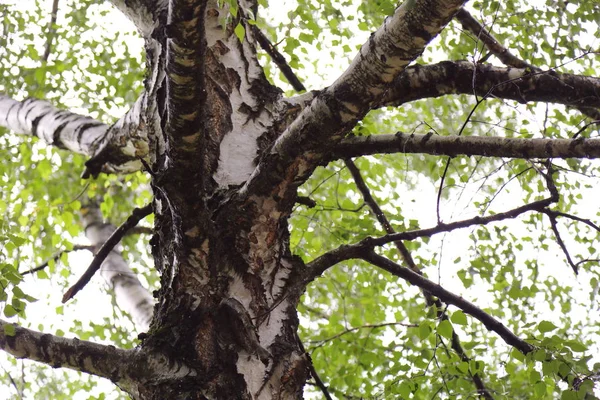 Huş ağacı yapraklarının odak resmini seç.