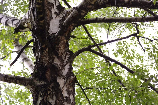Huş ağacı yapraklarının odak resmini seç.
