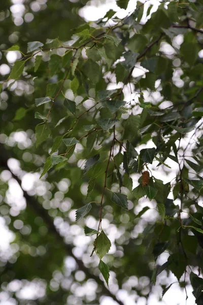 白樺の木の葉の焦点画像を選択 — ストック写真