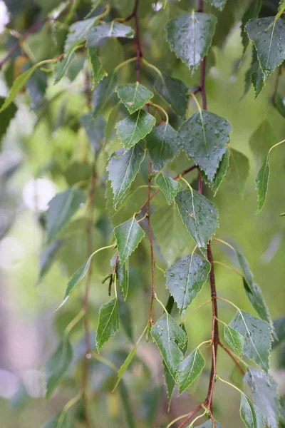 Huş ağacı yapraklarının odak resmini seç.