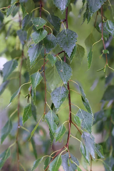 Huş ağacı yapraklarının odak resmini seç.
