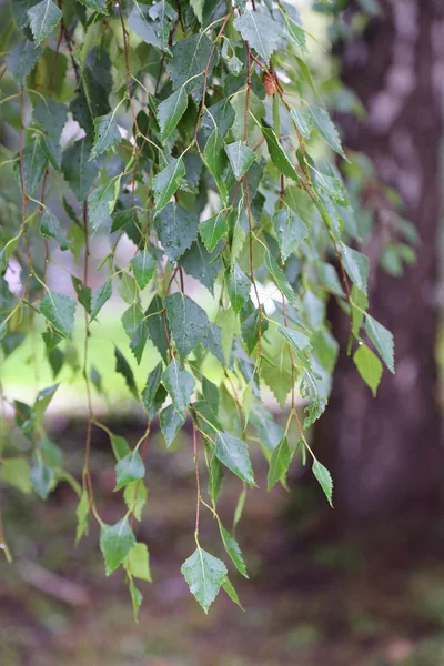 Huş Ağacı Yapraklarının Odak Resmini Seç — Stok fotoğraf