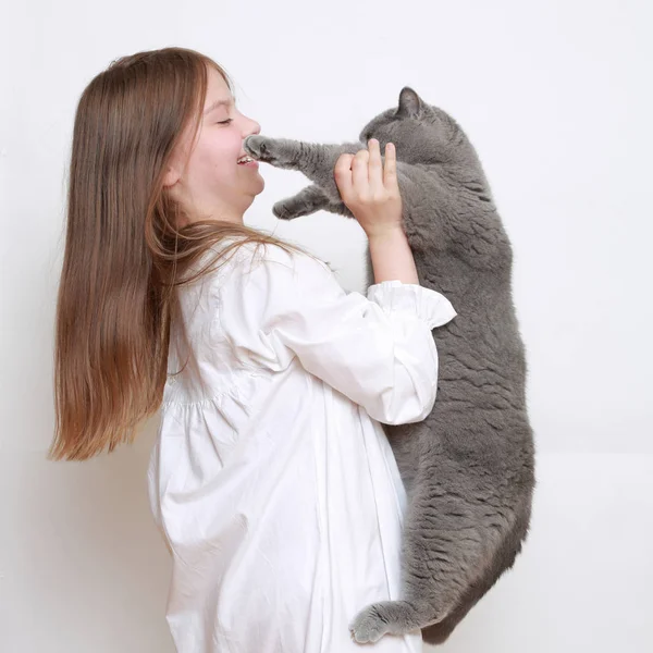 Beautiful Little Girl Cat — Stock Photo, Image