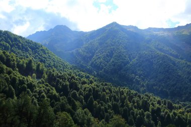 Dağlarda yeşil ağaçlar, Olimpiyat köyünden manzara, Sochi, Rusya Federasyonu