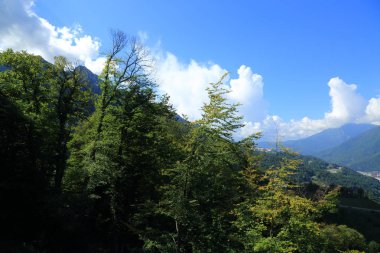 Dağlarda yeşil ağaçlar, Soçi, Rusya Federasyonu