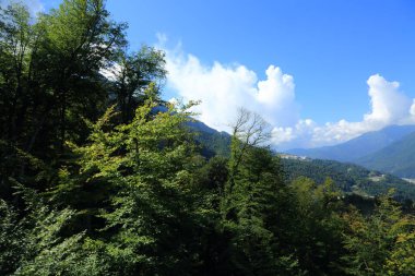 Dağlarda yeşil ağaçlar, Soçi, Rusya Federasyonu