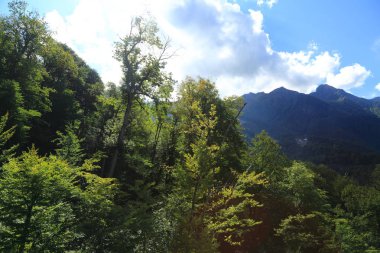 Dağlarda yeşil ağaçlar, Soçi, Rusya Federasyonu