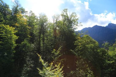 Dağlarda yeşil ağaçlar, Soçi, Rusya Federasyonu