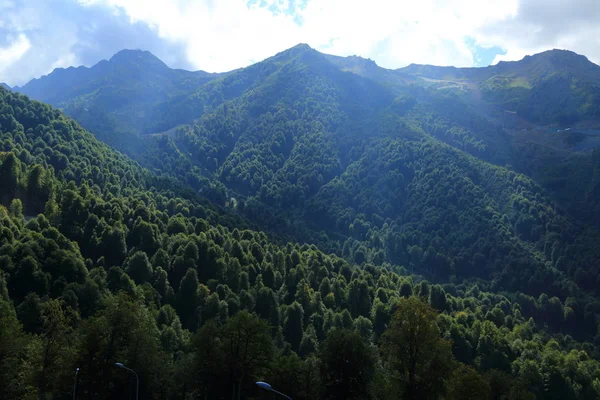 Arbres Verts Dans Les Montagnes Sotchi Fédération Russie — Photo