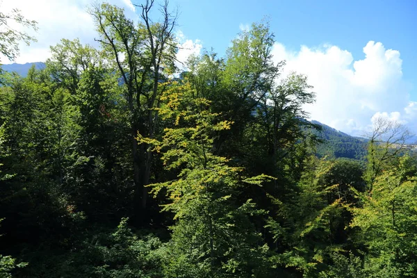 Grüne Bäume Den Bergen Sotschi Russische Föderation — Stockfoto