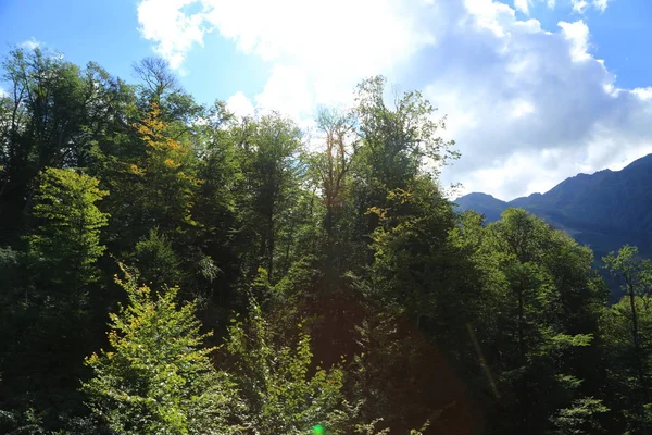 Alberi Verdi Montagna Sochi Federazione Russa — Foto Stock