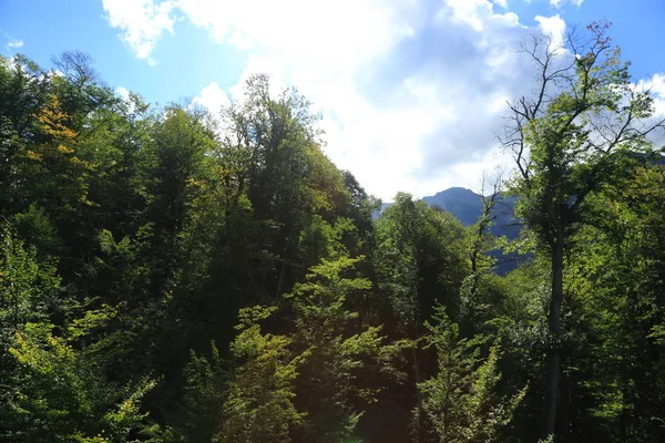 Alberi Verdi Sui Monti Sochi Federazione Russa — Foto Stock