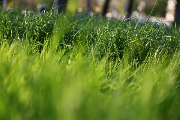 Utomhus Bild Saftigt Grönt Gräs — Stockfoto
