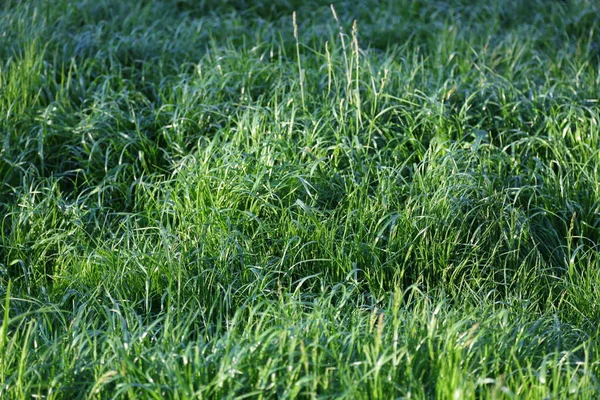 Imagem Livre Grama Verde Suculenta — Fotografia de Stock