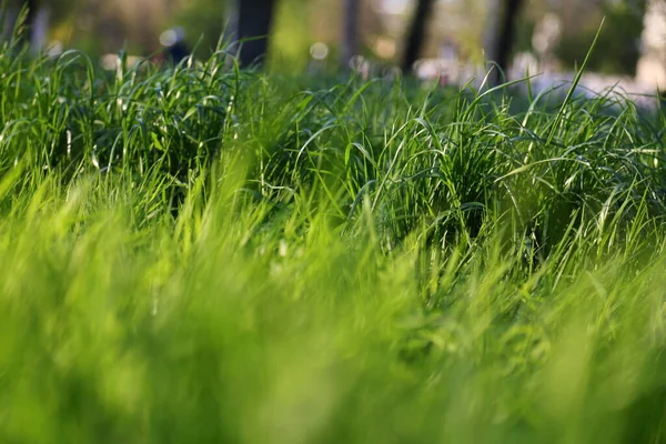 Utomhus Bild Saftigt Grönt Gräs — Stockfoto
