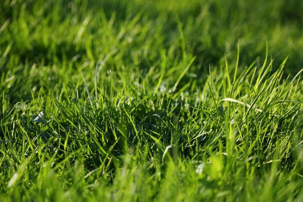 Outdoor Image Juicy Green Grass — Stock Photo, Image