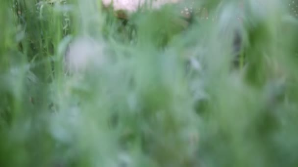 Krótki Filmik Słomkowym Kapeluszem Zielonej Trawie Latem Wybrane Skupienie Rozmyte — Wideo stockowe