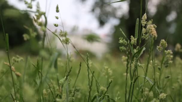 Короткие Кадры Соломенной Шляпы Зеленой Траве Летом Выбранный Фокус Фон — стоковое видео