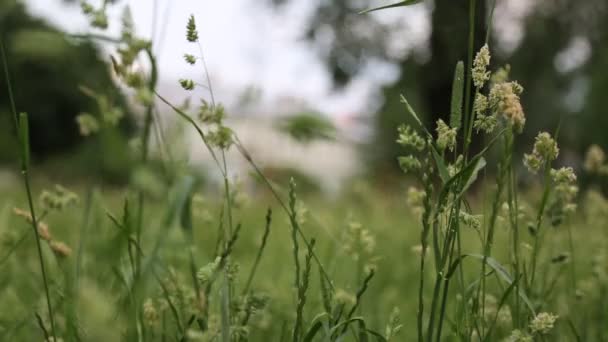 草帽在绿草中的简短镜头 选定的重点 背景模糊 Bokeh — 图库视频影像