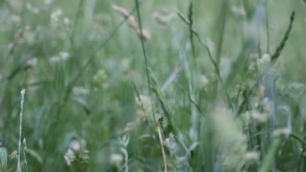 Kurze Filmaufnahmen Von Strohhut Grünen Gras Zur Sommerzeit Ausgewählte Schwerpunkte — Stockvideo